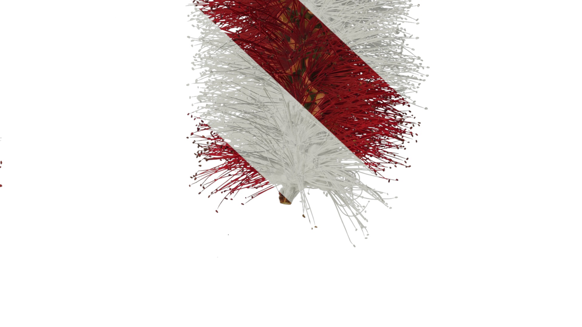 Anydrafts Callistemon viminalis Atlas 08 Texture_7