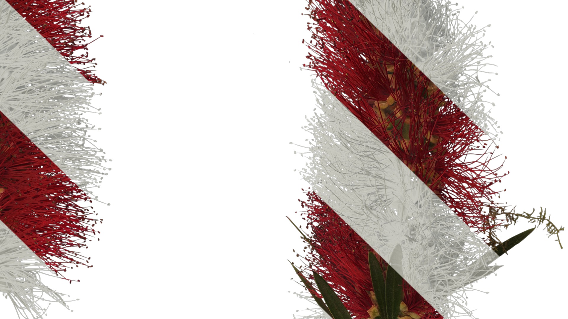 Anydrafts Callistemon viminalis Atlas 08 Texture_4