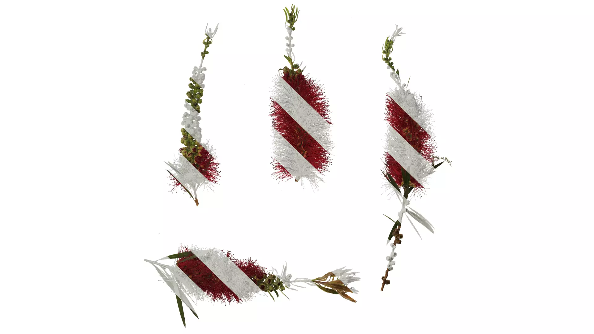 Anydrafts Callistemon viminalis Atlas 08 Texture_0