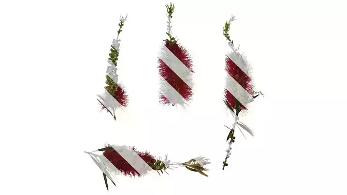 Anydrafts Callistemon viminalis Atlas 08