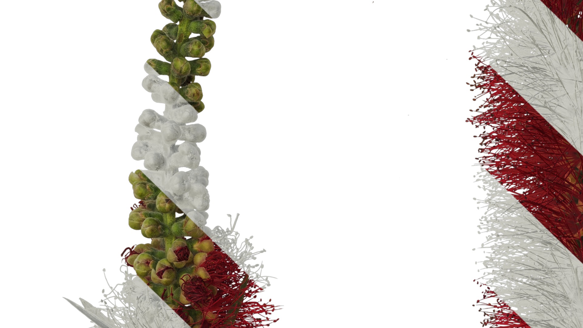 Anydrafts Callistemon viminalis Atlas 08 Texture_3