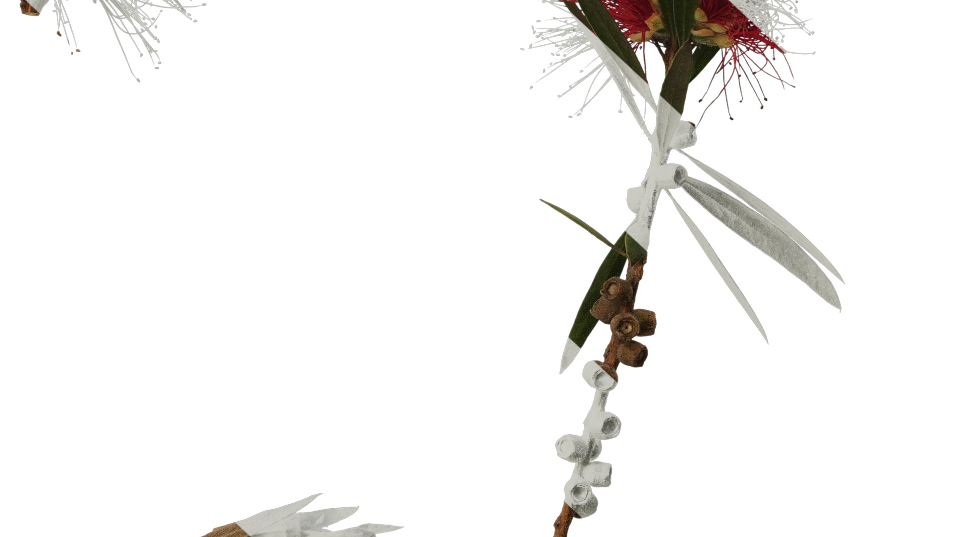 Anydrafts Callistemon viminalis Atlas 08 Texture_6