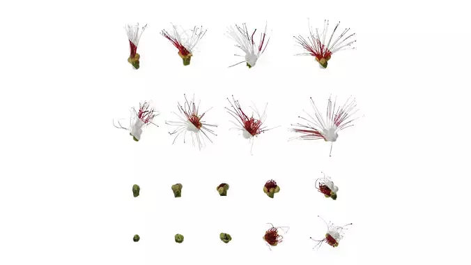 Anydrafts Callistemon viminalis Flower 01