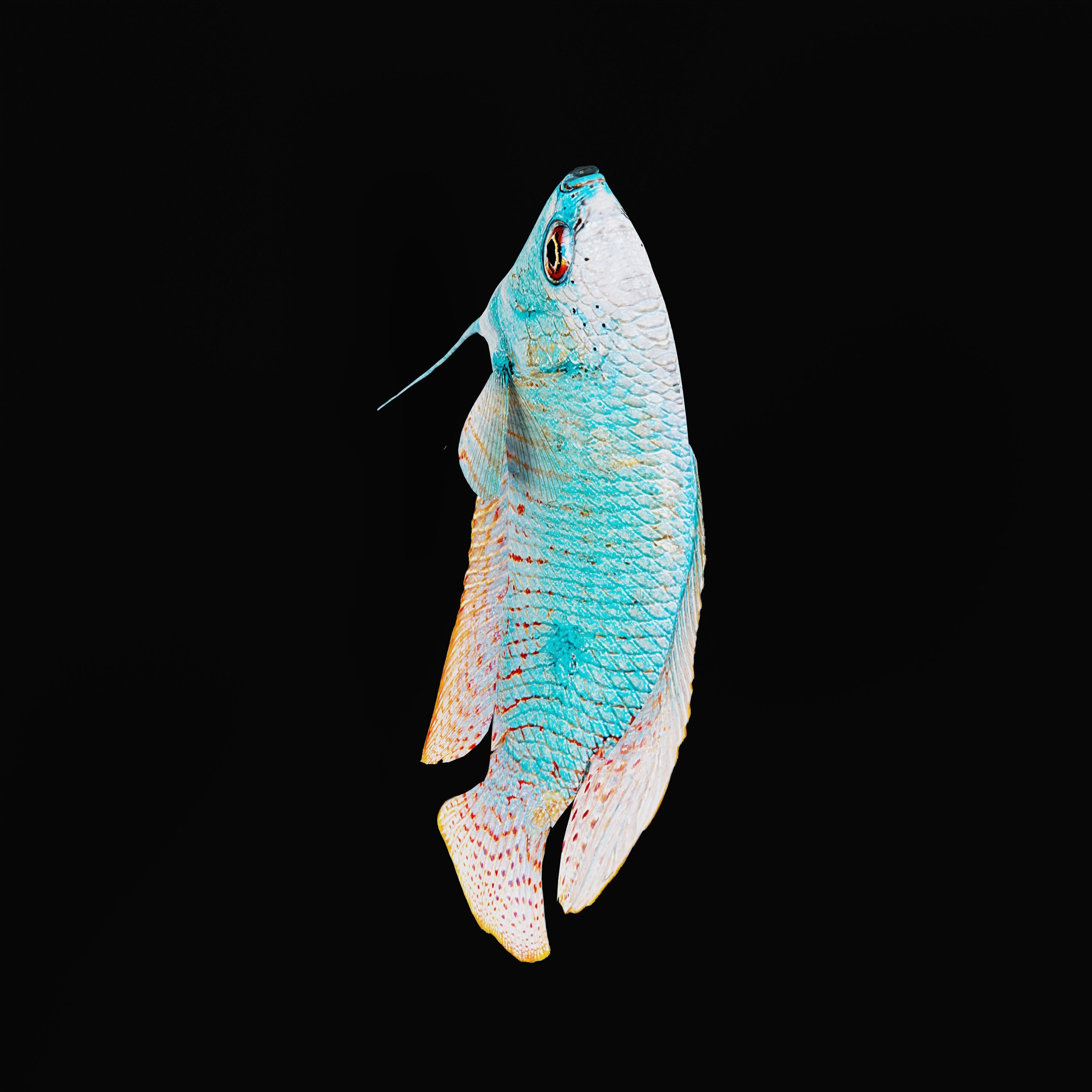 Gourami Fish Low-poly 3D model_34