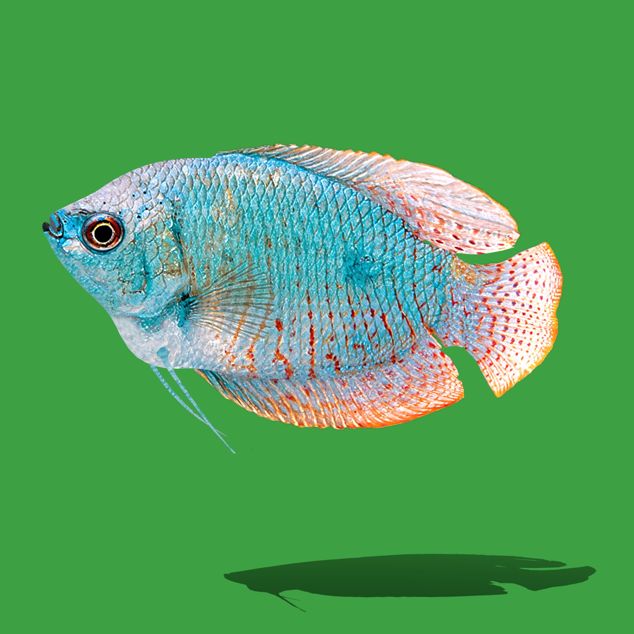 Gourami Fish Low-poly 3D model_20