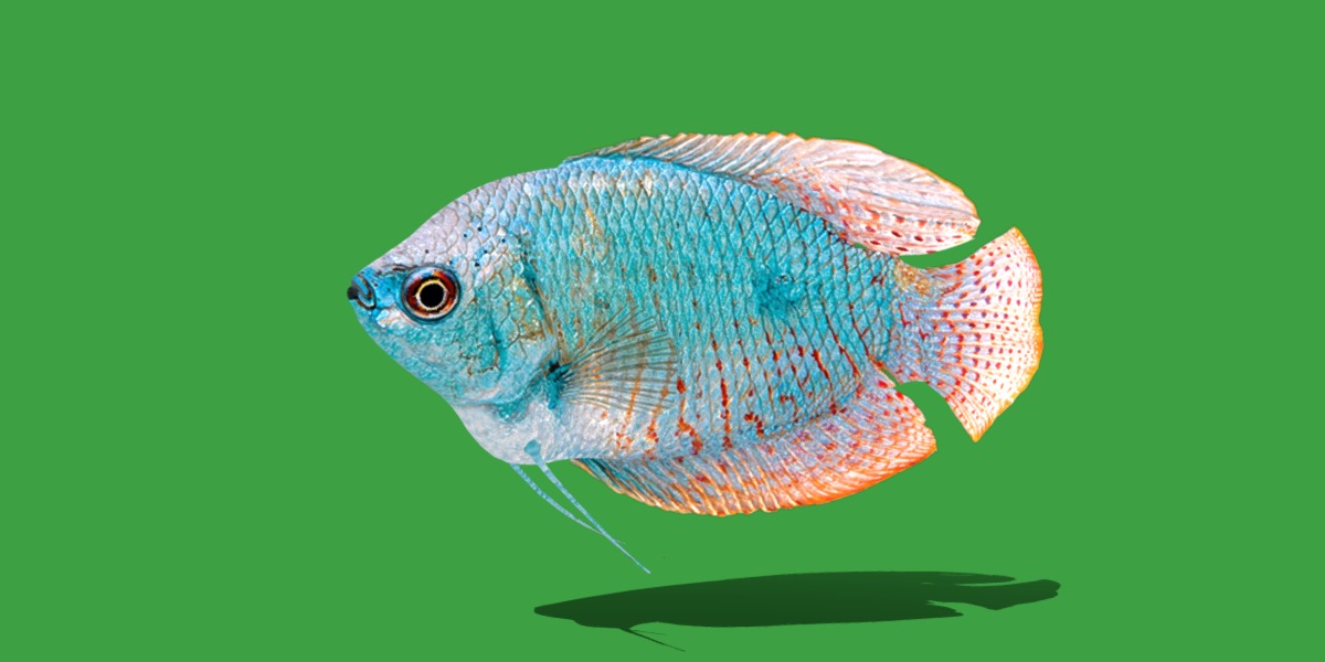 Gourami Fish Low-poly 3D model_28