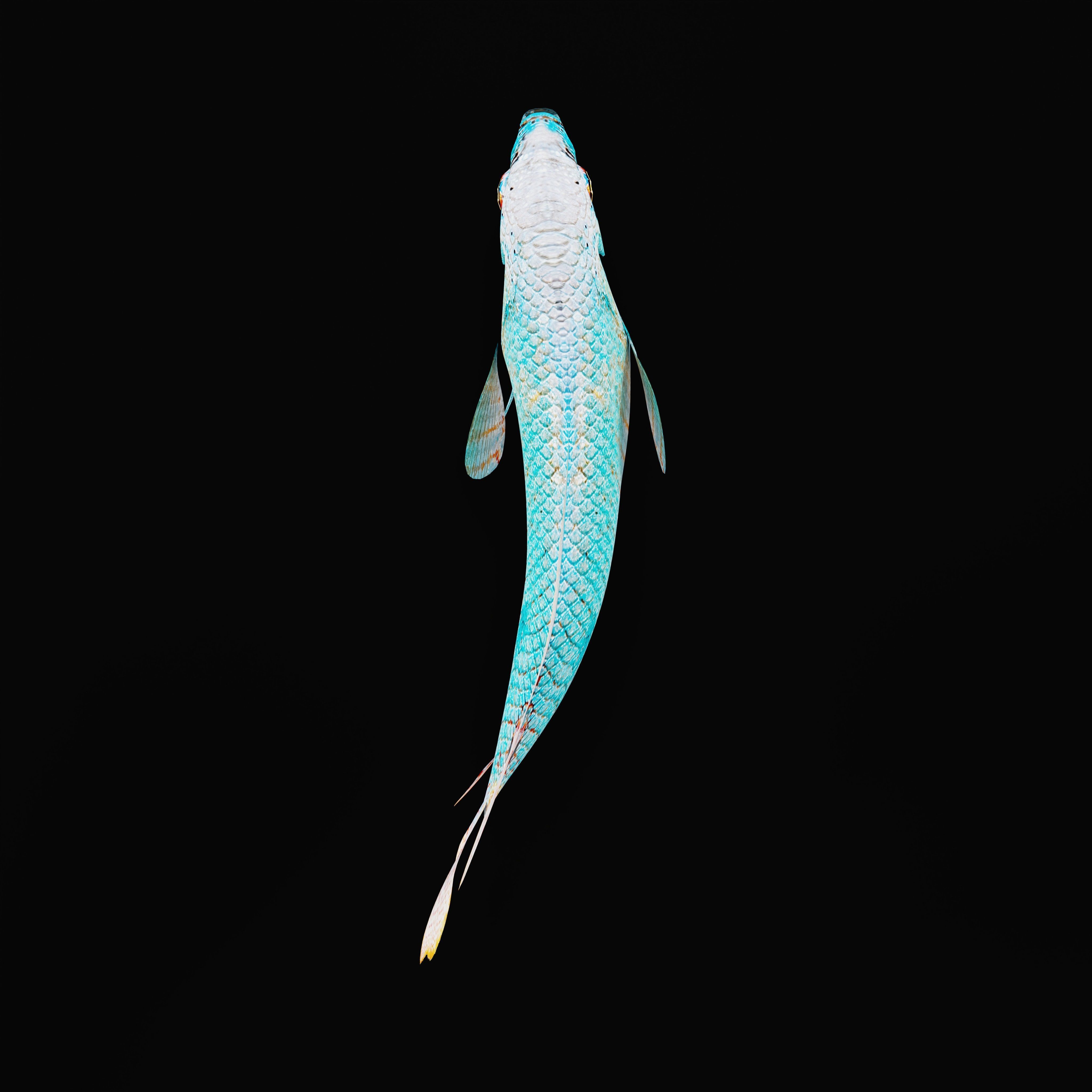 Gourami Fish Low-poly 3D model_35