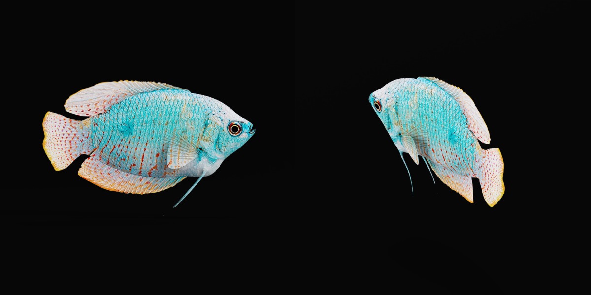 Gourami Fish Low-poly 3D model_27