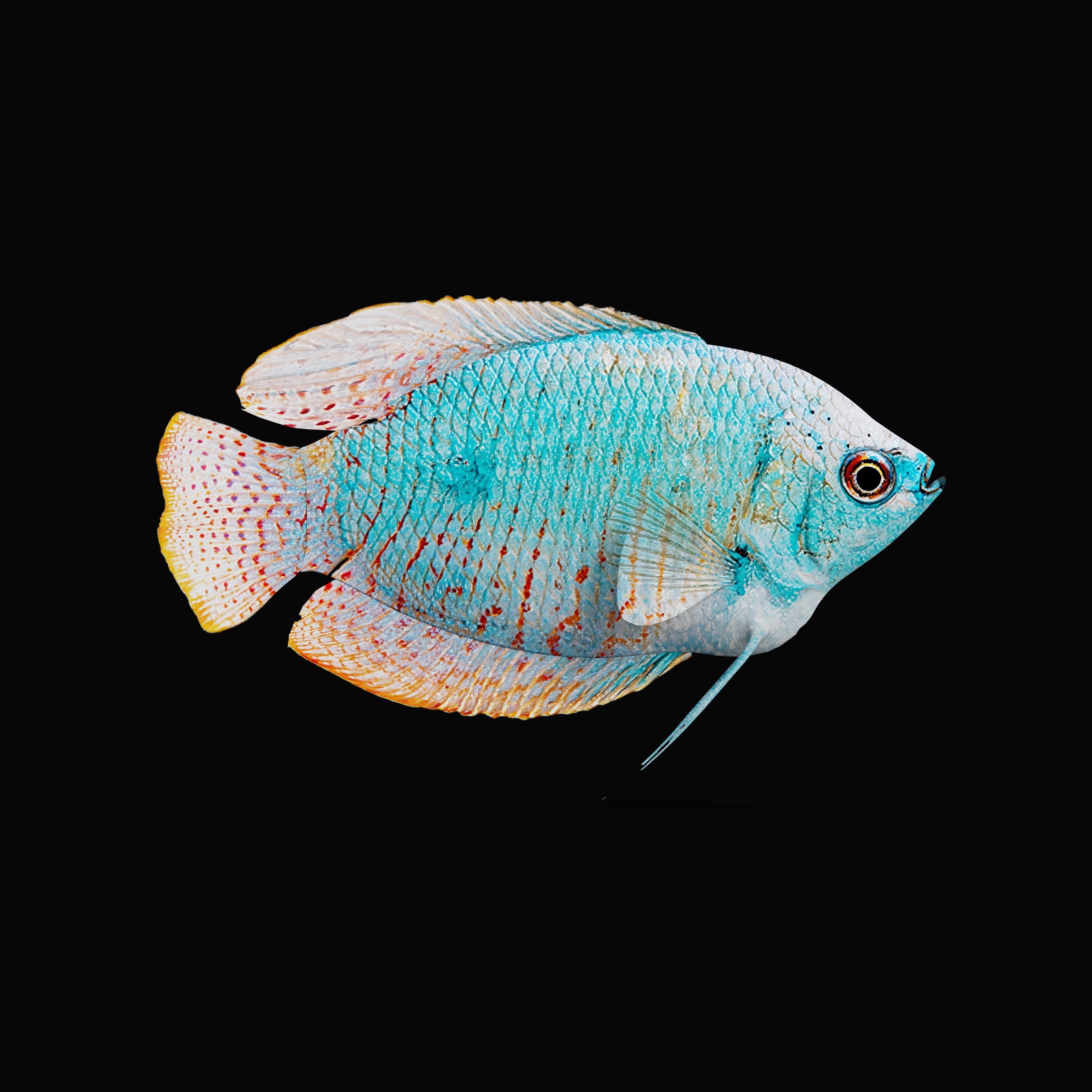 Gourami Fish Low-poly 3D model_32