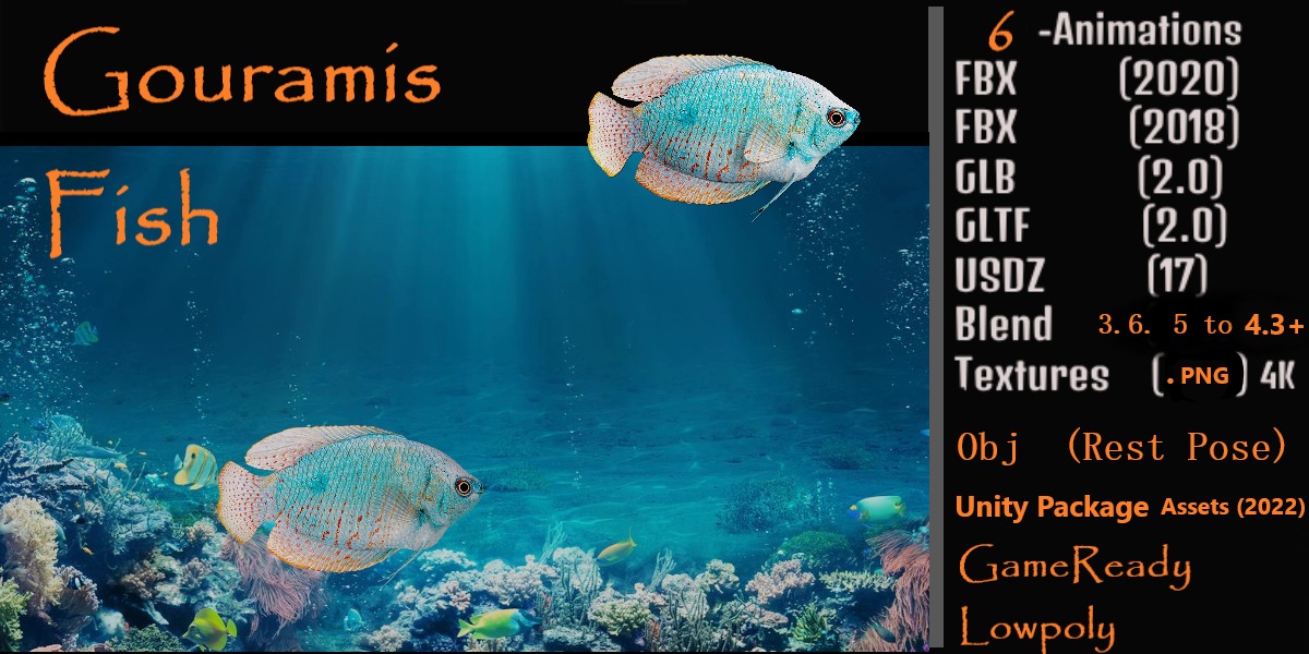 Gourami Fish Low-poly 3D model_2