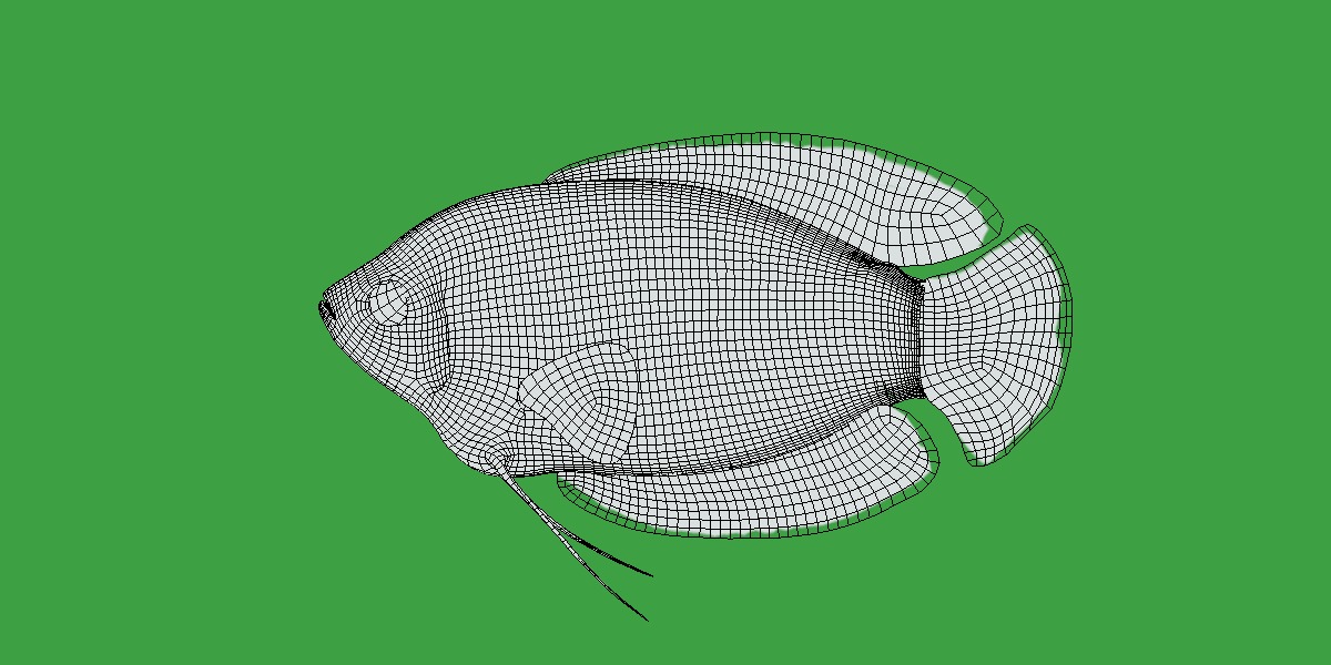Gourami Fish Low-poly 3D model_13