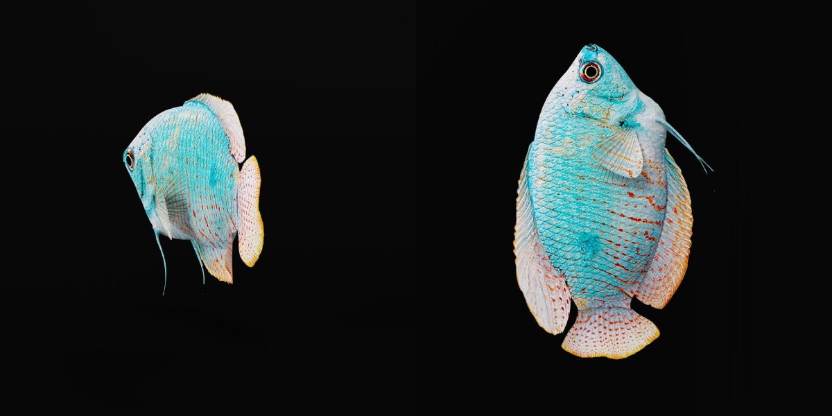 Gourami Fish Low-poly 3D model_15