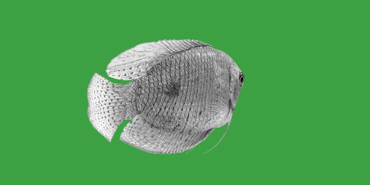 Gourami Fish Low-poly 3D model_9