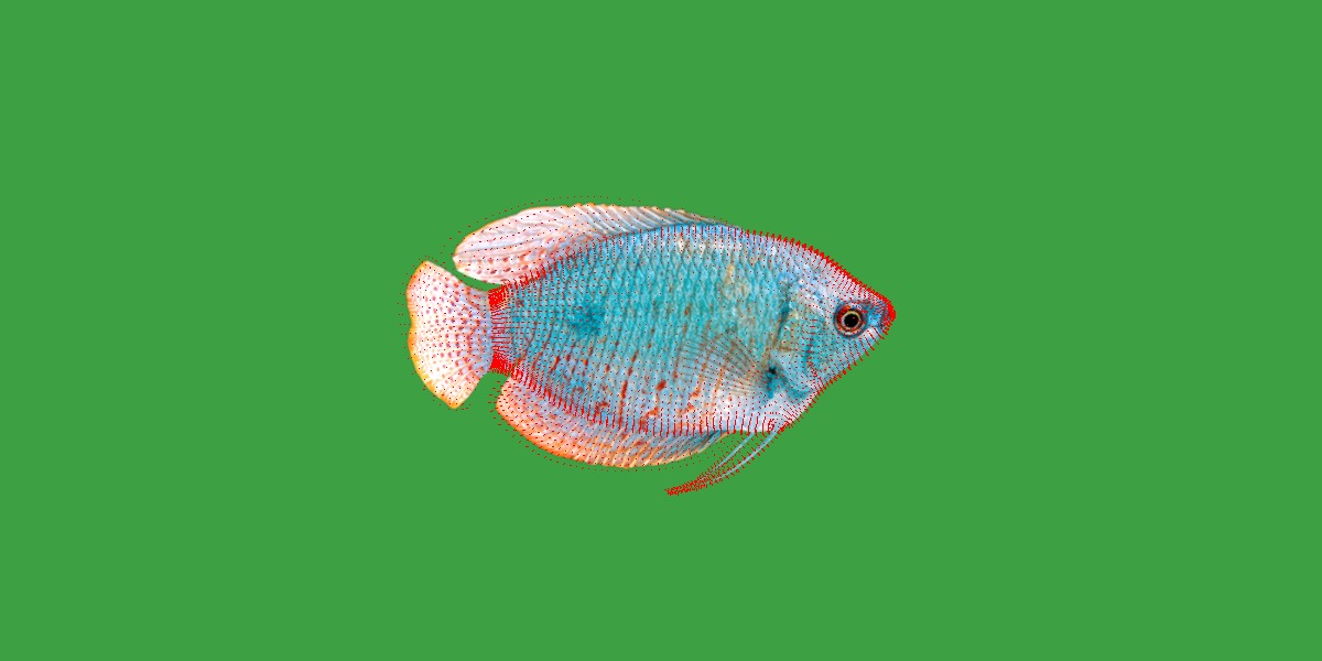 Gourami Fish Low-poly 3D model_17