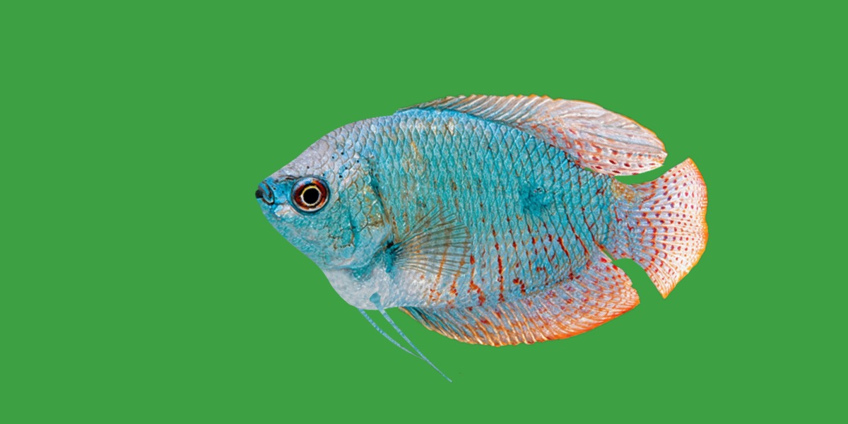 Gourami Fish Low-poly 3D model_24