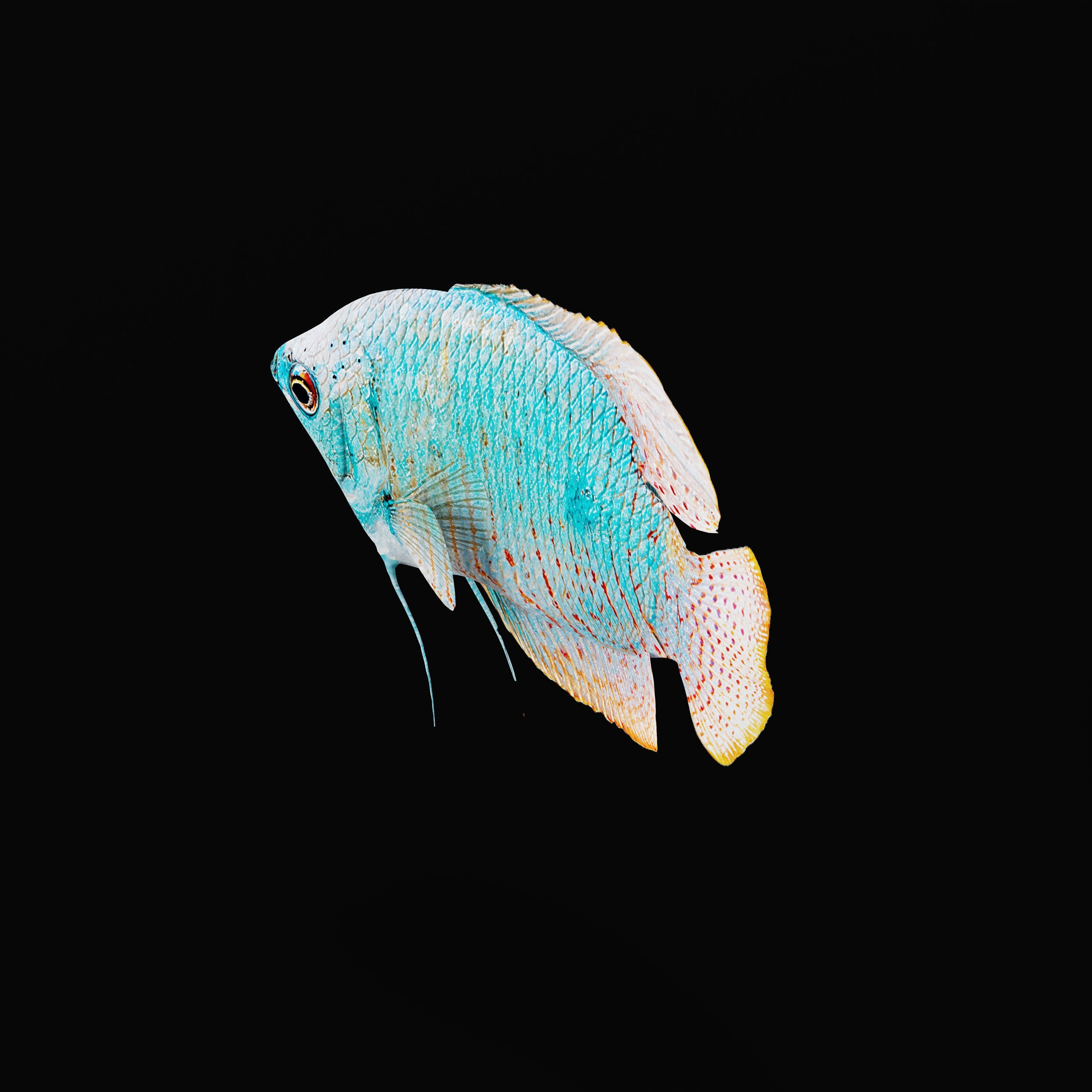Gourami Fish Low-poly 3D model_33