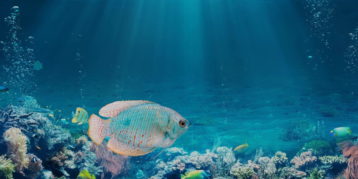 Gourami Fish Low-poly 3D model_11