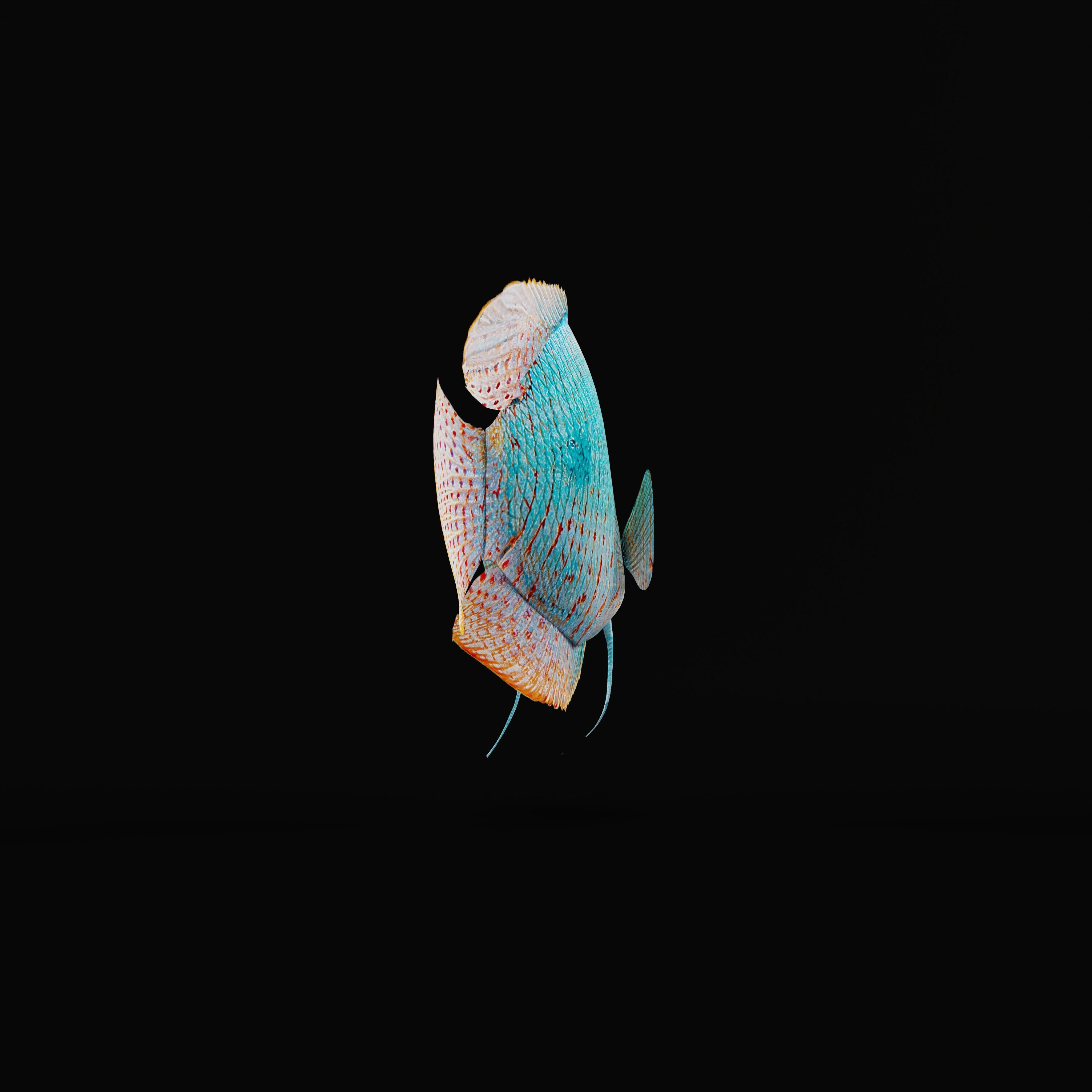 Gourami Fish Low-poly 3D model_30