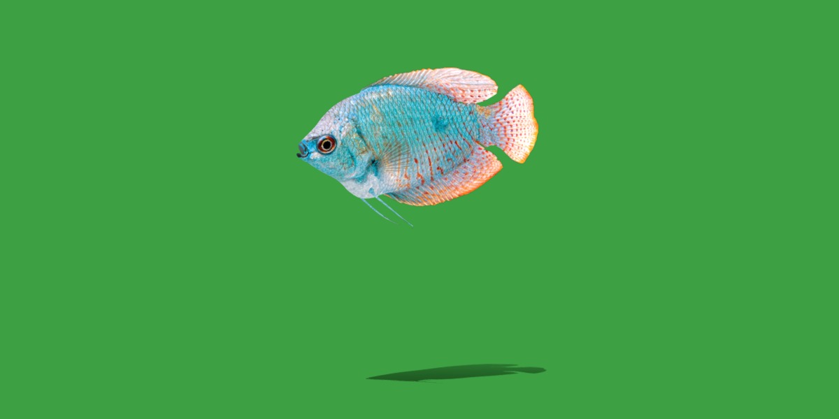 Gourami Fish Low-poly 3D model_21