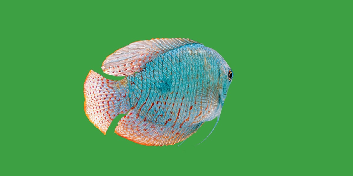 Gourami Fish Low-poly 3D model_8