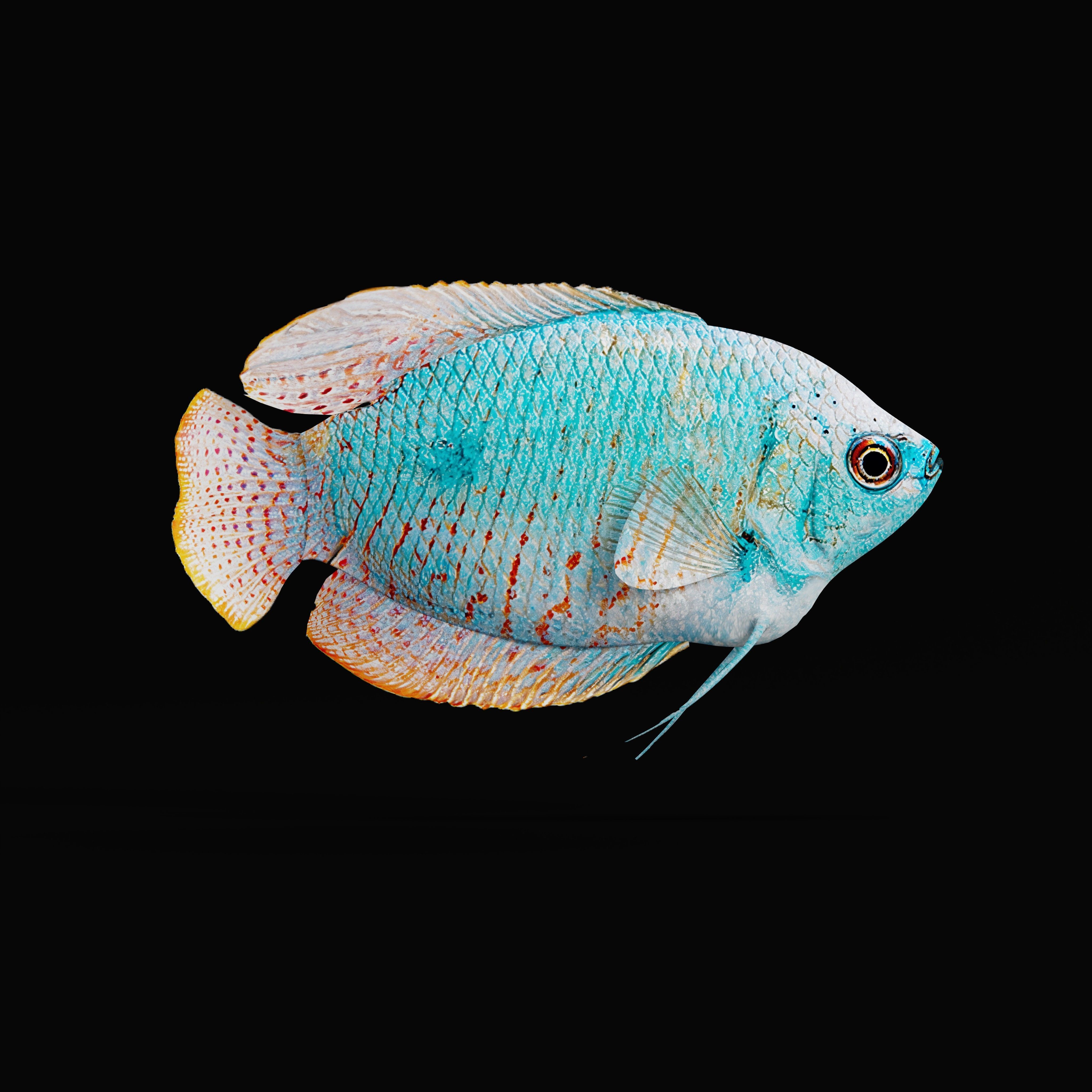 Gourami Fish Low-poly 3D model_31