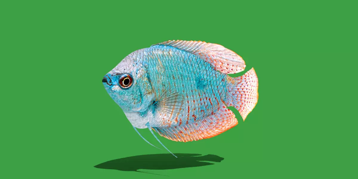 Gourami Fish Low-poly 3D model_0