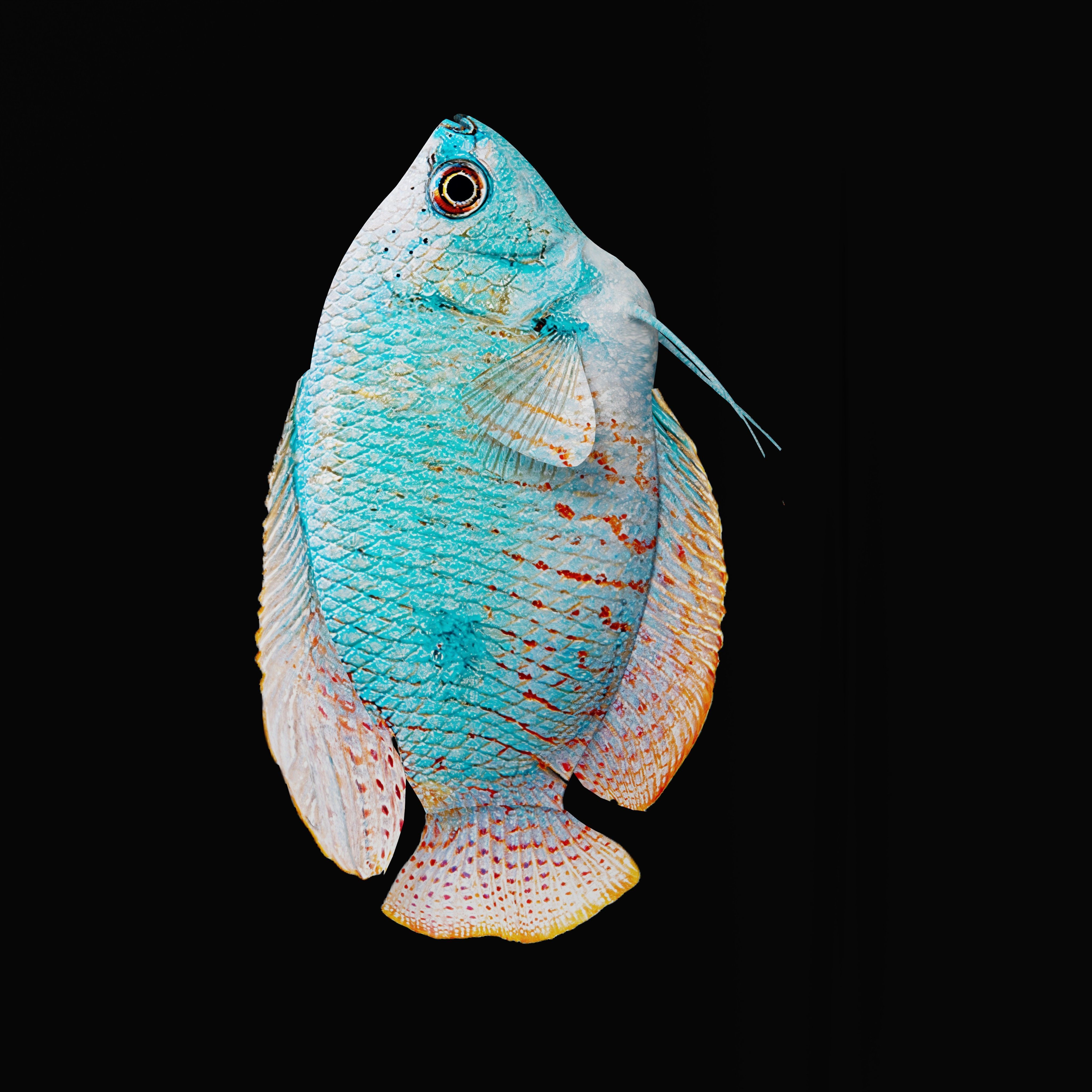 Gourami Fish Low-poly 3D model_36