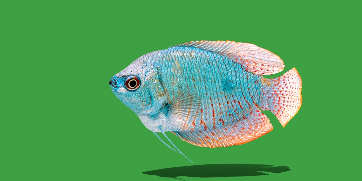 Gourami Fish Low-poly 3D model_25