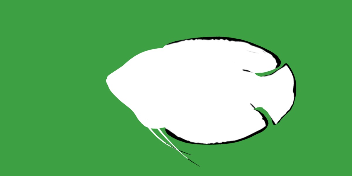 Gourami Fish Low-poly 3D model_7