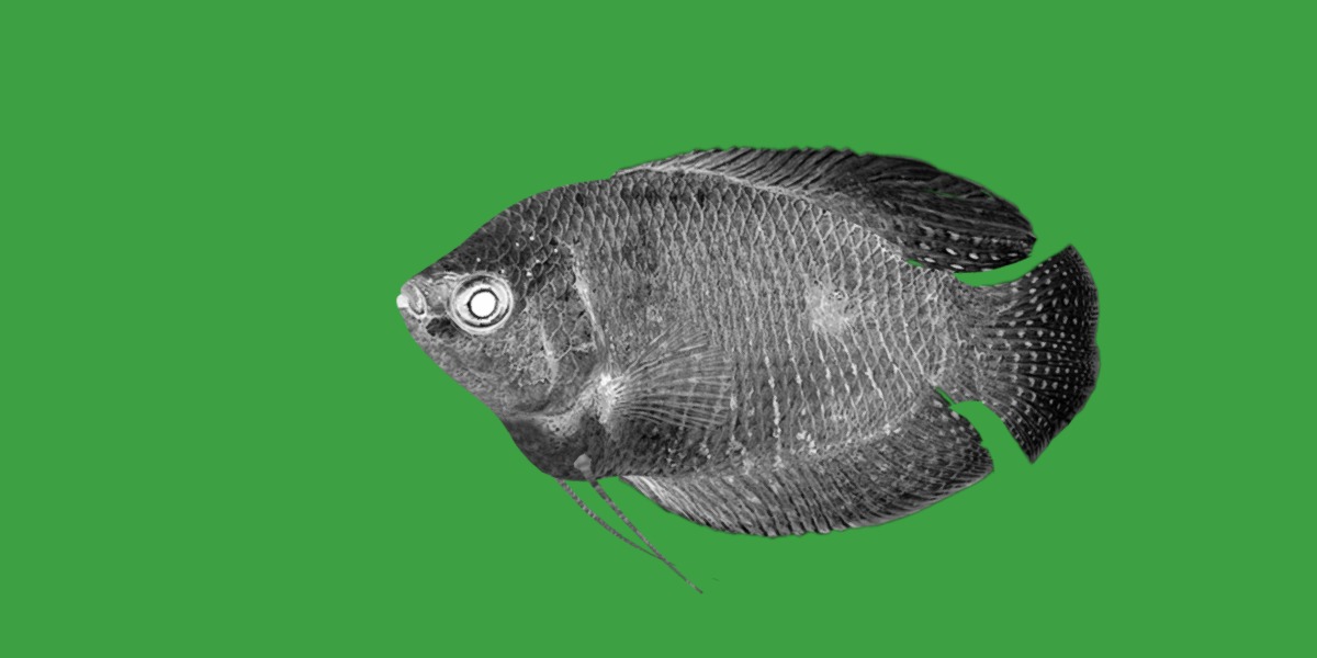 Gourami Fish Low-poly 3D model_6