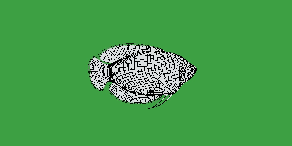 Gourami Fish Low-poly 3D model_16