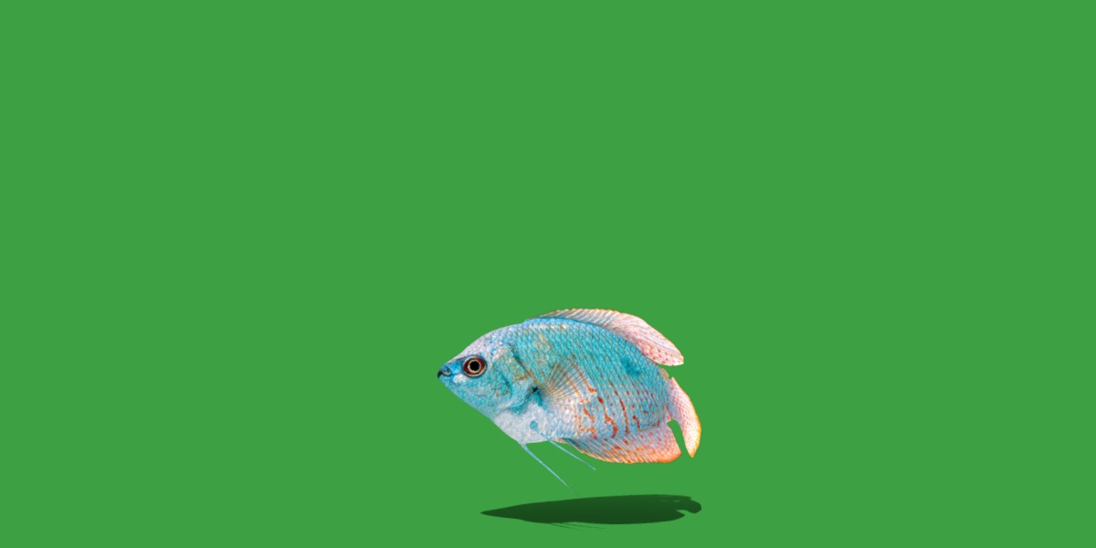 Gourami Fish Low-poly 3D model_22