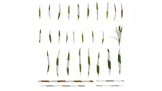 Anydrafts Callistemon viminalis Leaf 01 Texture