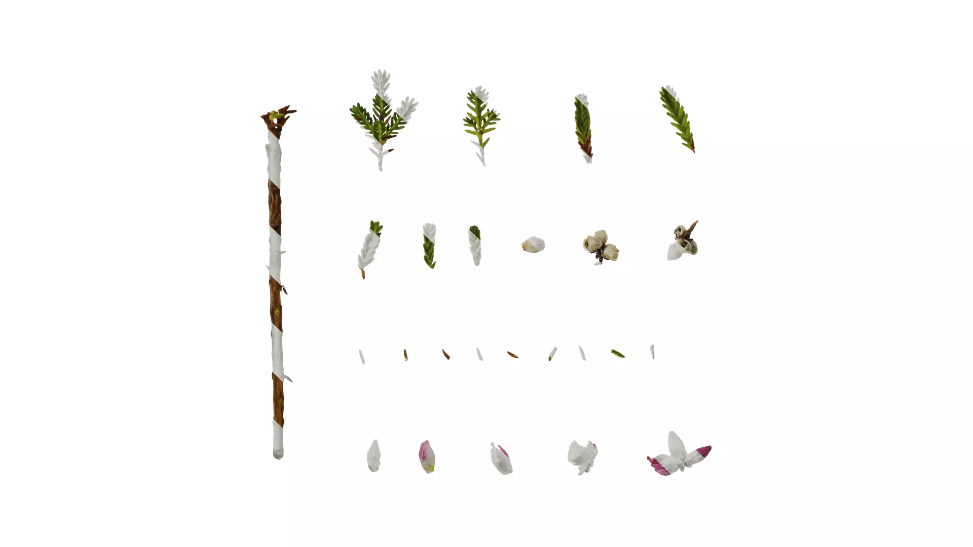 Anydrafts Calluna vulgaris Atlas 01 Texture
