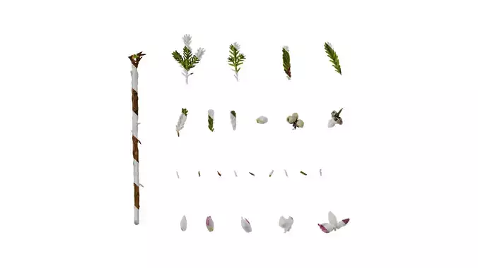Anydrafts Calluna vulgaris Atlas 01 Texture