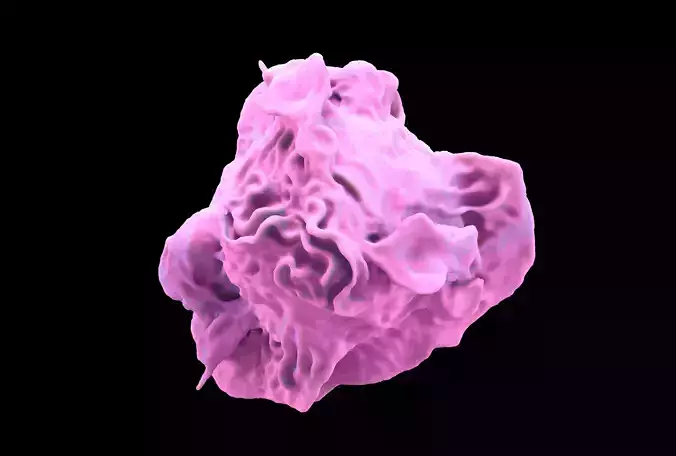 Monocyte 3D model