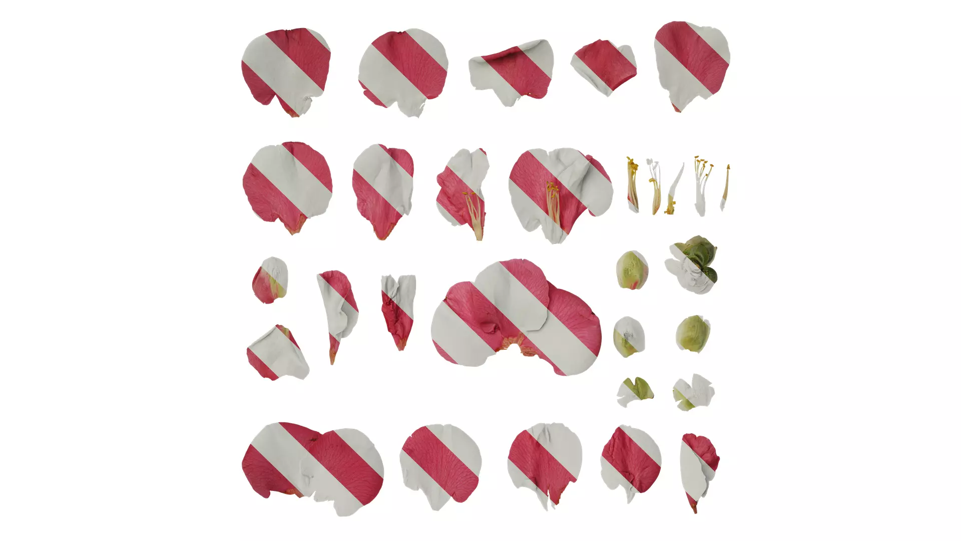 Anydrafts Camellia japonica Flower 01 Texture