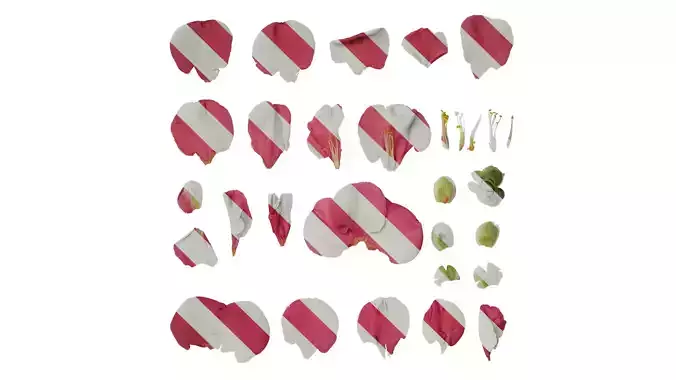 Anydrafts Camellia japonica Flower 01