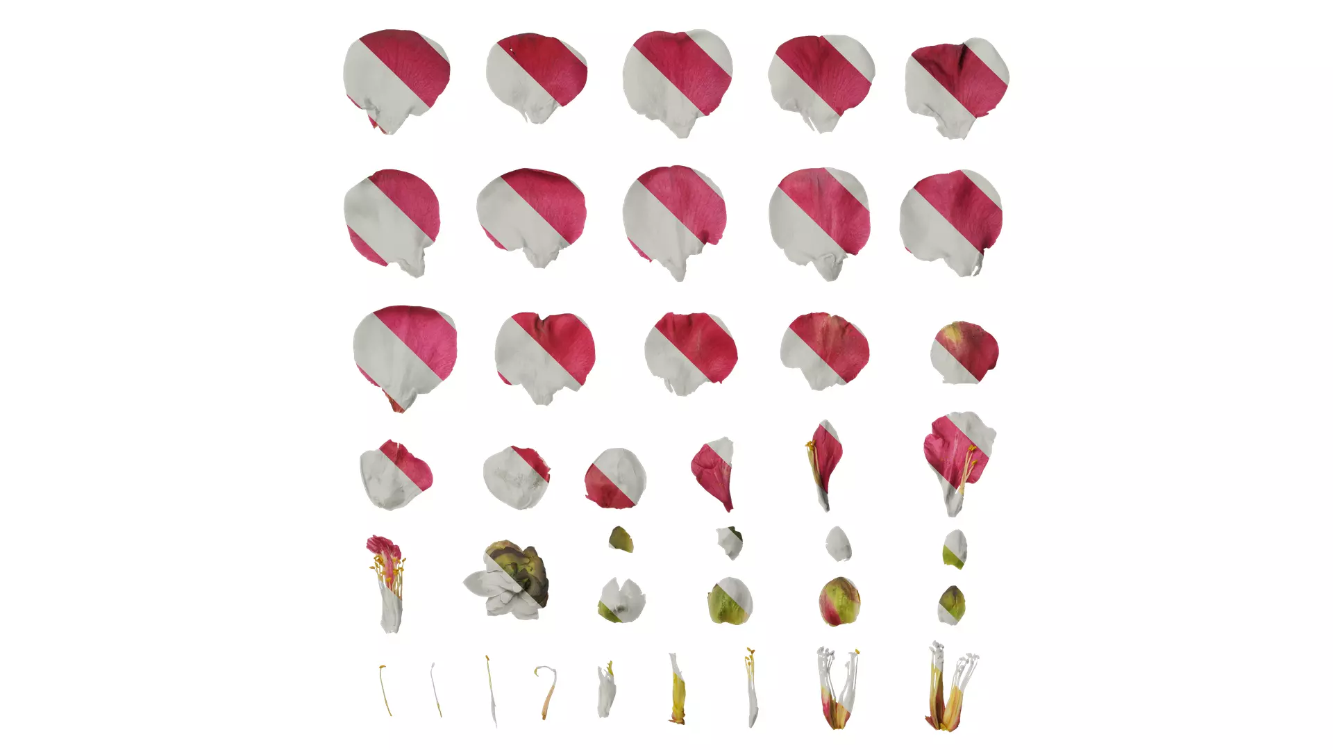 Anydrafts Camellia japonica Flower 02 Texture