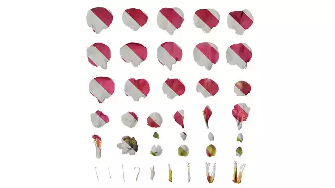 Anydrafts Camellia japonica Flower 02