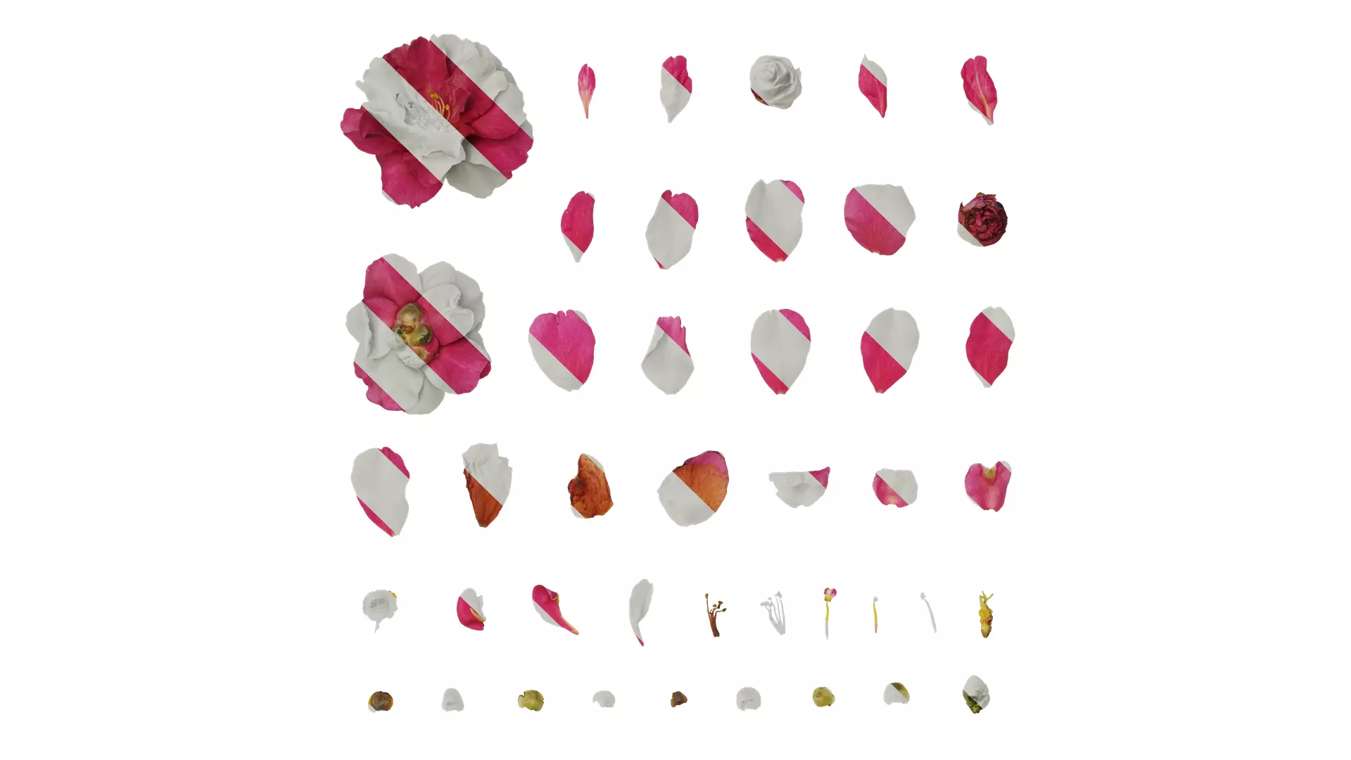 Anydrafts Camellia japonica Flower 03 Texture