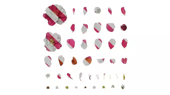 Anydrafts Camellia japonica Flower 03