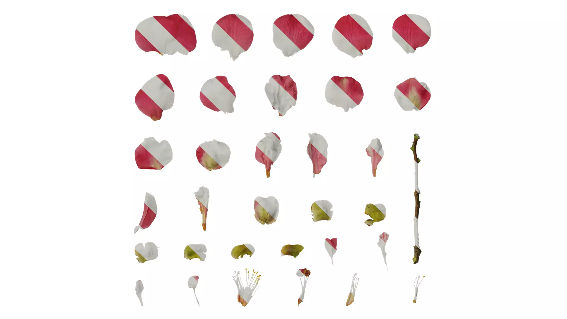 Anydrafts Camellia japonica Flower 04 Texture