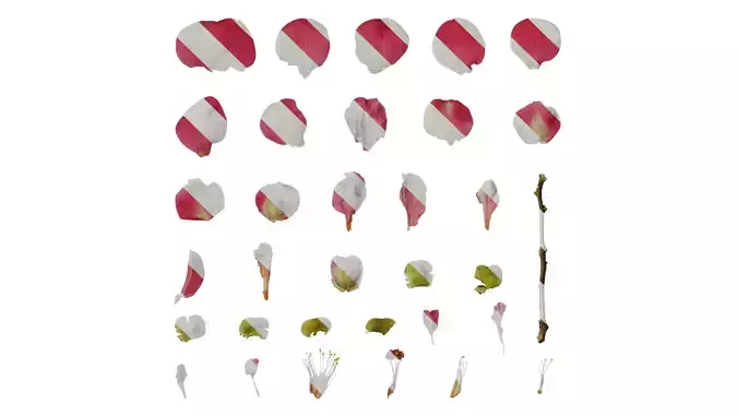 Anydrafts Camellia japonica Flower 04