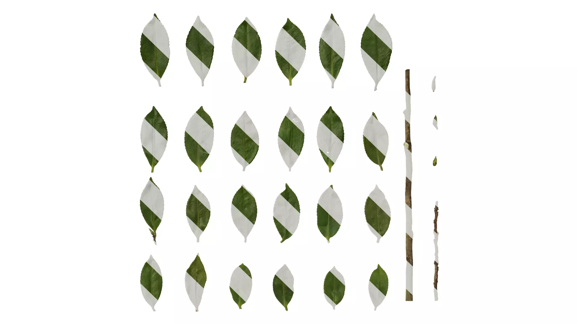 Anydrafts Camellia japonica Leaf 02 Texture_0