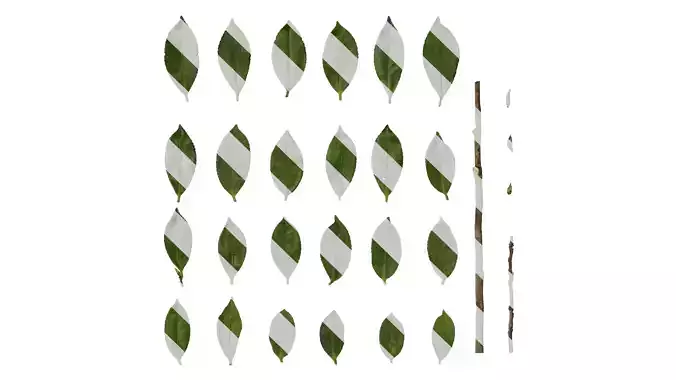 Anydrafts Camellia japonica Leaf 02