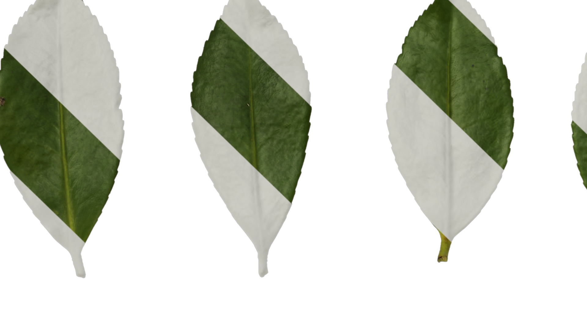 Anydrafts Camellia japonica Leaf 02 Texture_1