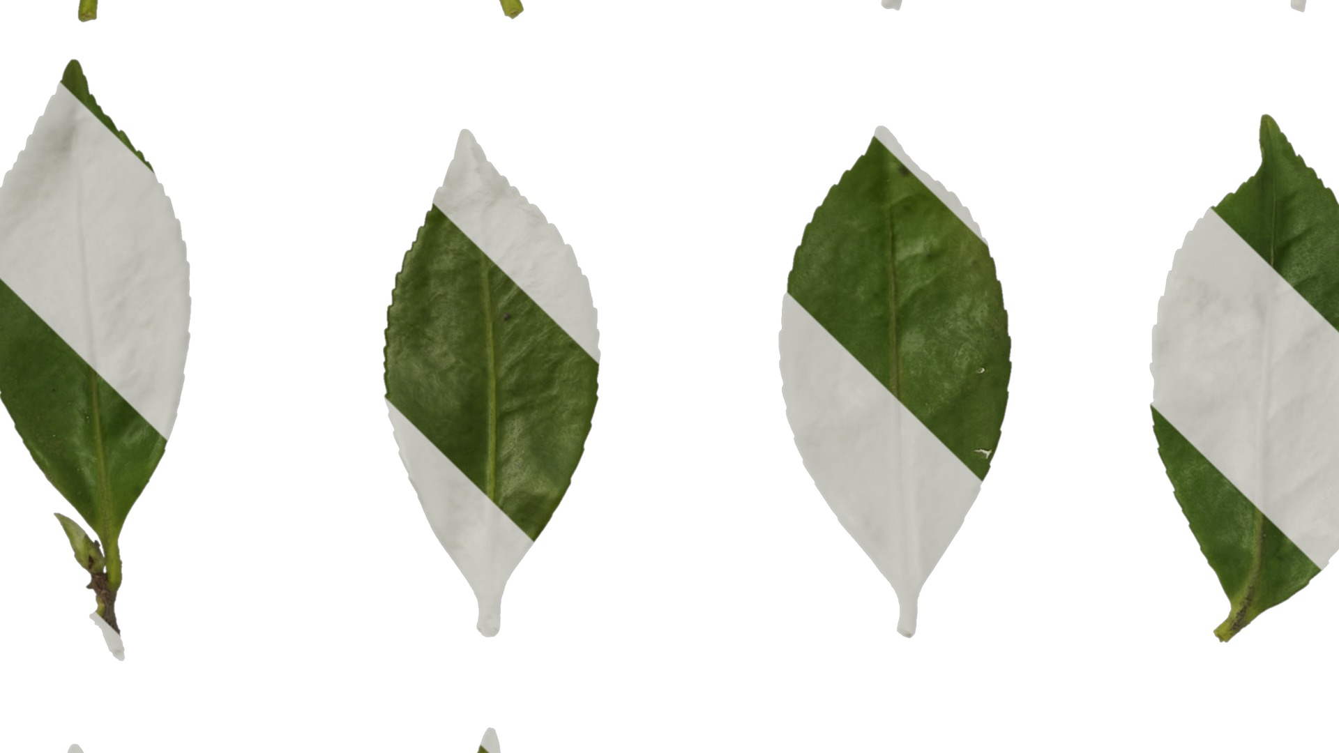 Anydrafts Camellia japonica Leaf 02 Texture_5