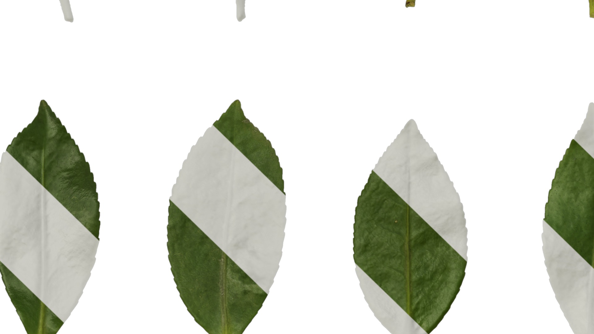 Anydrafts Camellia japonica Leaf 02 Texture_3