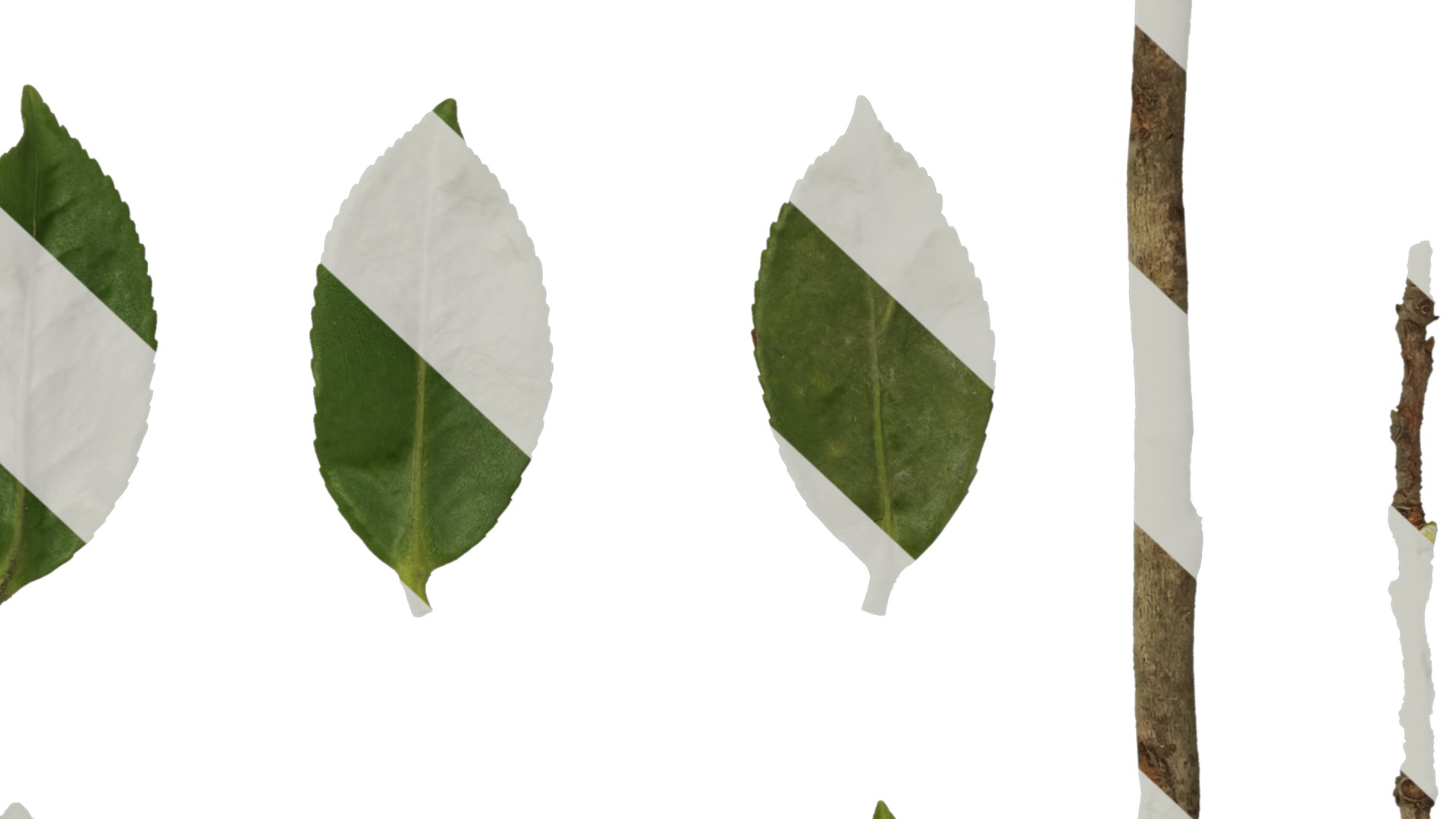 Anydrafts Camellia japonica Leaf 02 Texture_6